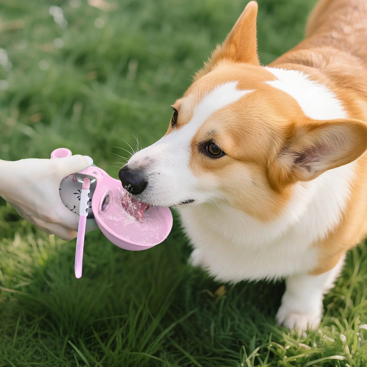HydraPup